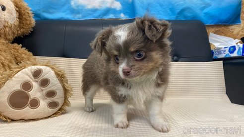 成約済の兵庫県のチワワ(ロングコート)-348601の5枚目